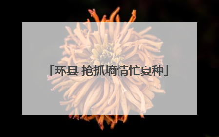 环县 抢抓墒情忙夏种