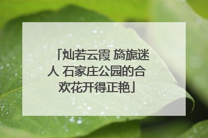 灿若云霞 旖旎迷人 石家庄公园的合欢花开得正艳