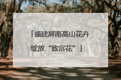 福建屏南高山花卉绽放“致富花”