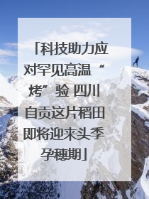 科技助力应对罕见高温“烤”验 四川自贡这片稻田即将迎来头季孕穗期