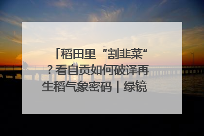 稻田里“割韭菜”？看自贡如何破译再生稻气象密码｜绿镜头·发现中国
