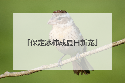 保定冰柿成夏日新宠