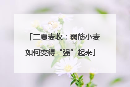 三夏麦收：弱筋小麦如何变得“强”起来