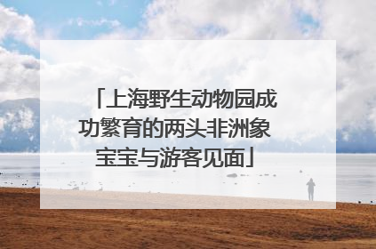 上海野生动物园成功繁育的两头非洲象宝宝与游客见面