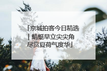 京城拍客今日精选｜蜻蜓早立尖尖角 尽赏夏荷气度华