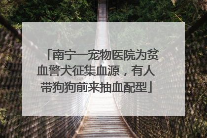 南宁一宠物医院为贫血警犬征集血源，有人带狗狗前来抽血配型