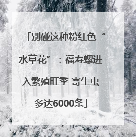 别碰这种粉红色“水草花”：福寿螺进入繁殖旺季 寄生虫多达6000条