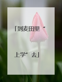 到麦田里“上学”去