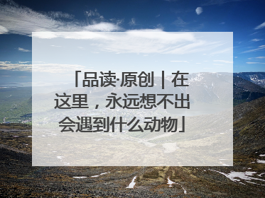 品读·原创｜在这里，永远想不出会遇到什么动物