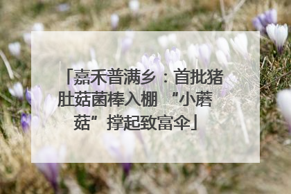 嘉禾普满乡：首批猪肚菇菌棒入棚 “小蘑菇”撑起致富伞