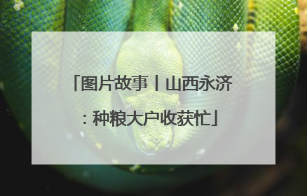 图片故事丨山西永济：种粮大户收获忙