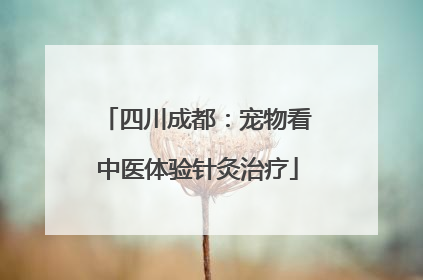 四川成都：宠物看中医体验针灸治疗