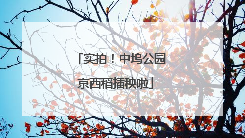 实拍！中坞公园京西稻插秧啦