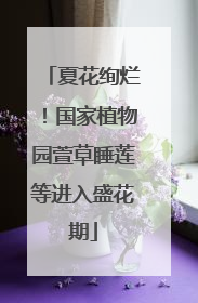夏花绚烂！国家植物园萱草睡莲等进入盛花期