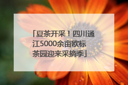 夏茶开采！四川通江5000余亩欧标茶园迎来采摘季