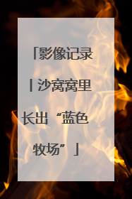 影像记录丨沙窝窝里长出“蓝色牧场”