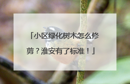小区绿化树木怎么修剪？淮安有了标准！