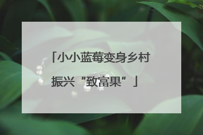 小小蓝莓变身乡村振兴“致富果”