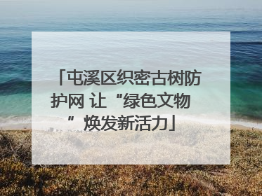 屯溪区织密古树防护网 让“绿色文物”焕发新活力