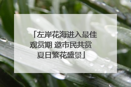 左岸花海进入最佳观赏期 邀市民共赏夏日繁花盛景