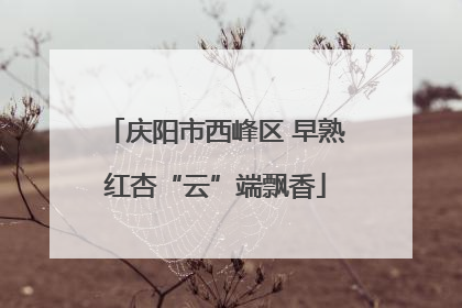庆阳市西峰区 早熟红杏“云”端飘香