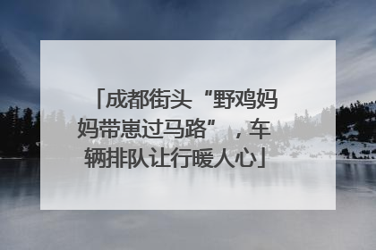 成都街头“野鸡妈妈带崽过马路”，车辆排队让行暖人心