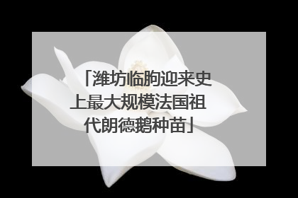 潍坊临朐迎来史上最大规模法国祖代朗德鹅种苗