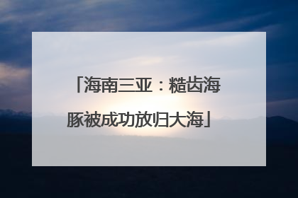 海南三亚：糙齿海豚被成功放归大海