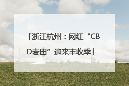 浙江杭州：网红“CBD麦田”迎来丰收季