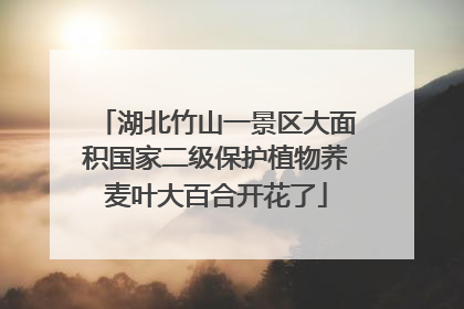 湖北竹山一景区大面积国家二级保护植物荞麦叶大百合开花了