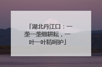 湖北丹江口：一垄一垄细耕耘，一叶一叶精呵护