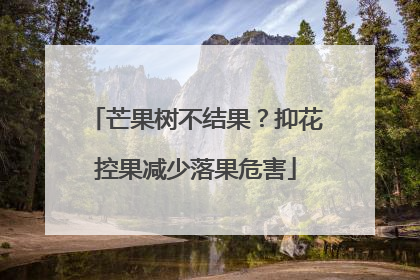 芒果树不结果？抑花控果减少落果危害