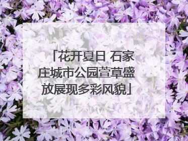 花开夏日 石家庄城市公园萱草盛放展现多彩风貌