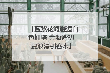 蓝紫花海邂逅白色灯塔 金海湾初夏浪漫引客来