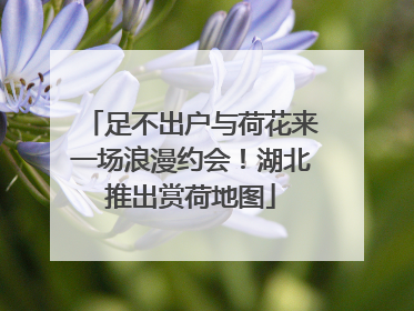 足不出户与荷花来一场浪漫约会！湖北推出赏荷地图