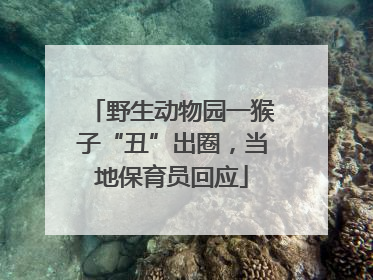 野生动物园一猴子“丑”出圈，当地保育员回应